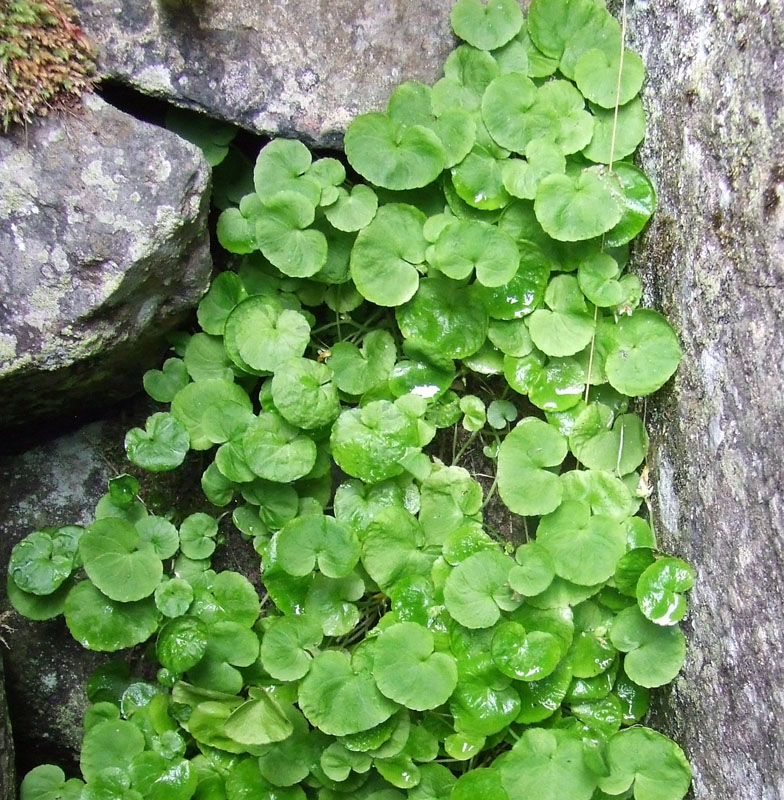 Image of Viola biflora specimen.