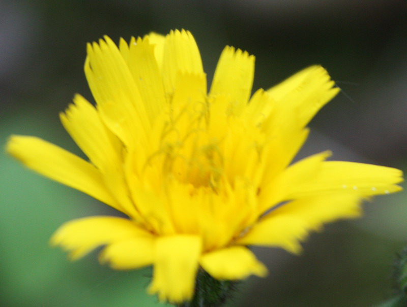 Image of Hieracium hjeltii specimen.