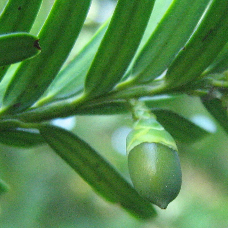 Image of Taxus baccata specimen.