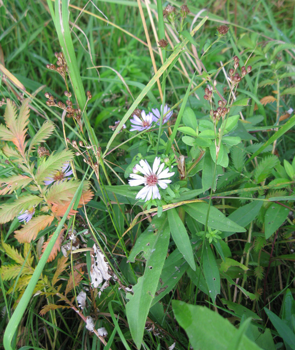 Изображение особи Symphyotrichum novi-belgii.