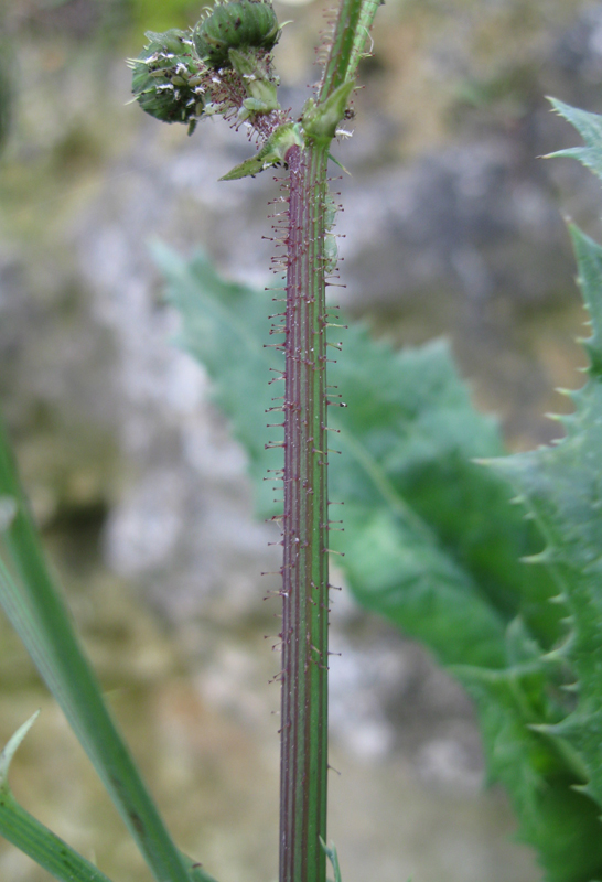 Image of Sonchus asper specimen.