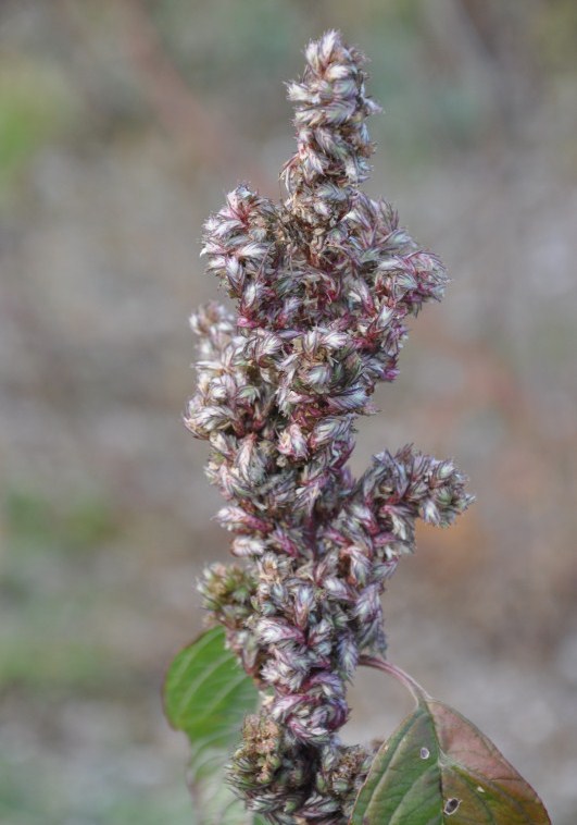 Изображение особи Amaranthus retroflexus.