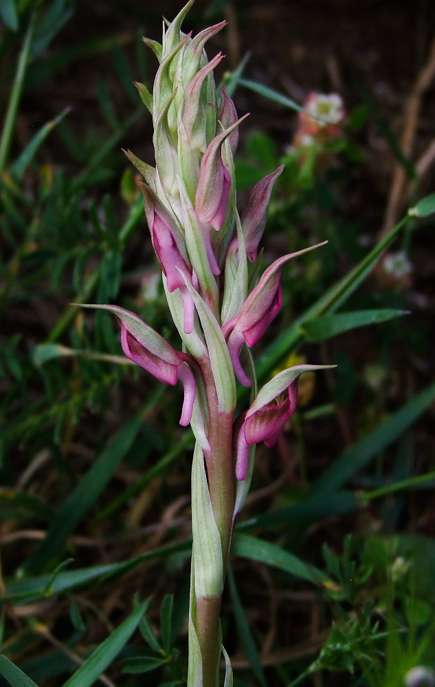 Изображение особи Anacamptis sancta.