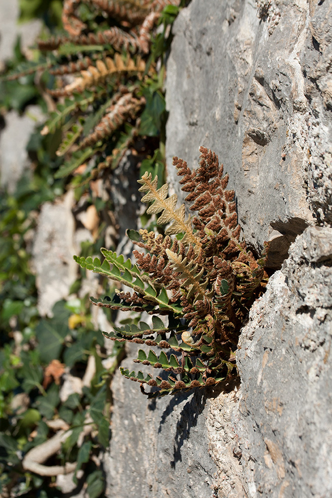 Image of Ceterach officinarum specimen.