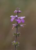 Image of taxon representative. Author is Александр Козловских