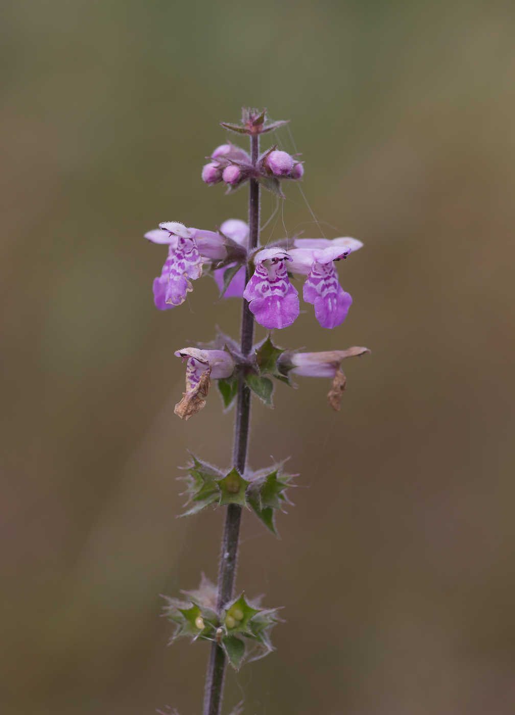 Изображение особи Stachys palustris.