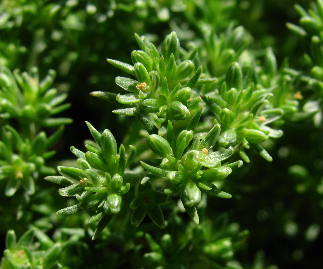 Image of Scleranthus uncinatus specimen.