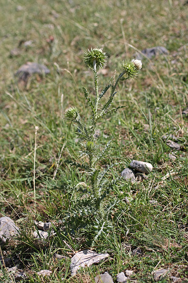 Image of Carduus coloratus specimen.