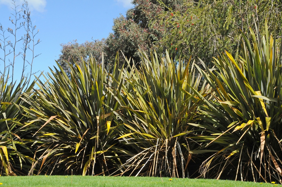 Image of Phormium tenax specimen.