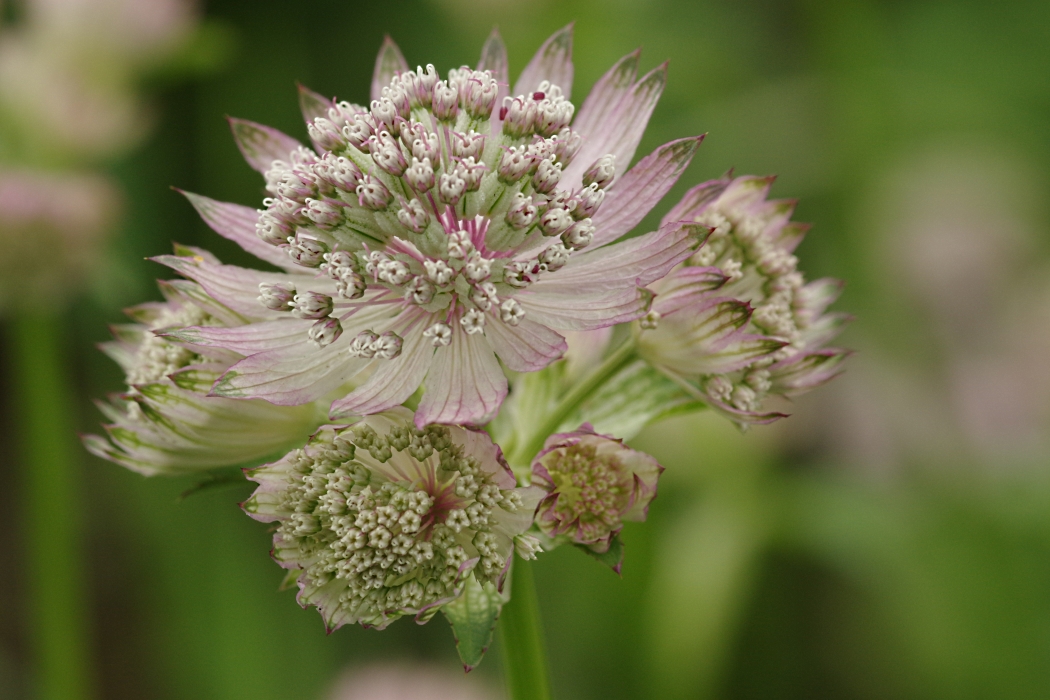 Изображение особи Astrantia major.