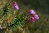 Phyllodoce caerulea. Цветущее растение. Бурятия, Байкальский заповедник, верхняя часть северного склона хр. Хамар-Дабан, окр. научного стационара \"Чум\", курумник в подгольцовье. 16.06.2014.