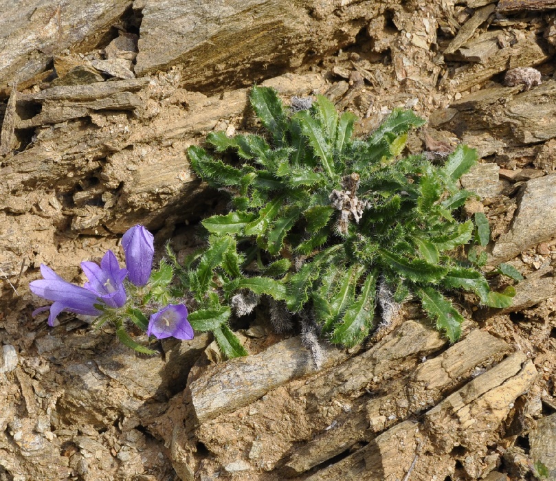 Image of Campanula lingulata specimen.