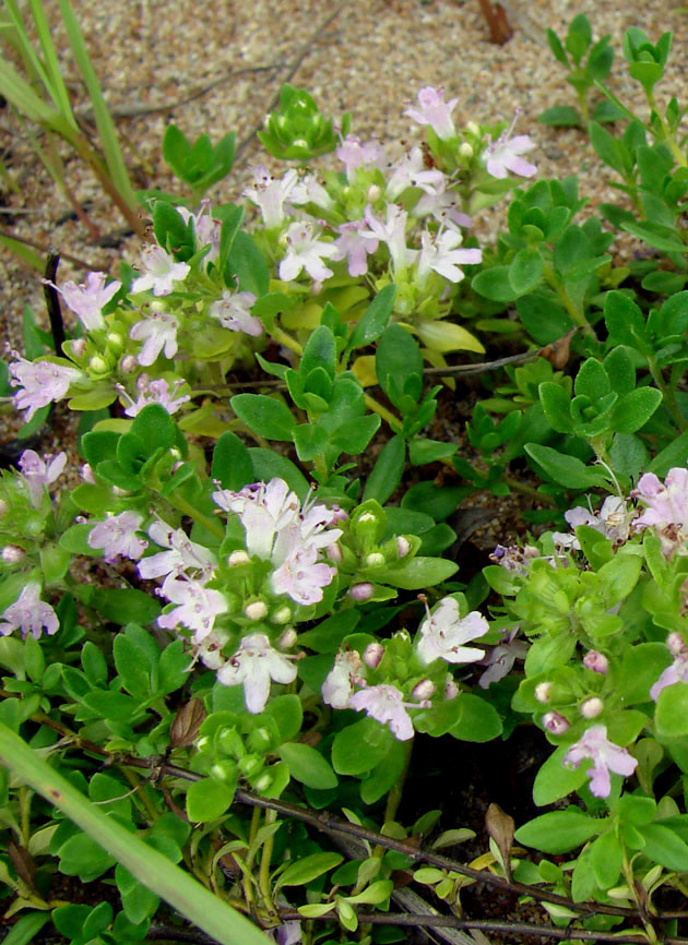 Image of genus Thymus specimen.