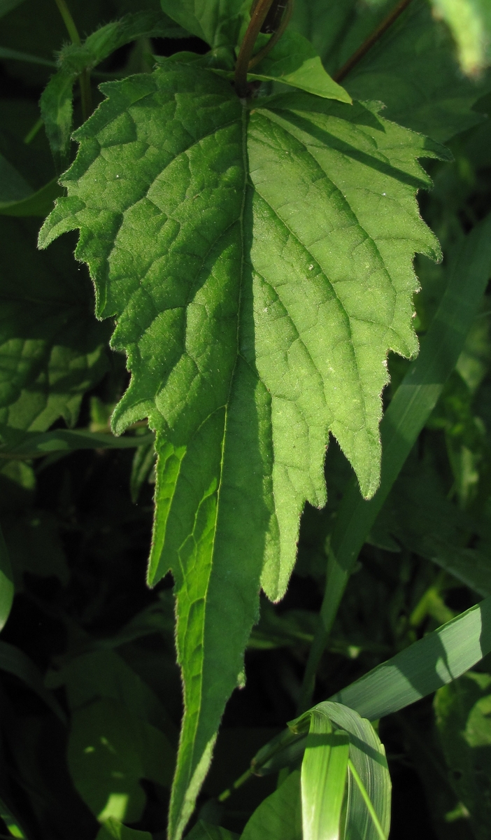 Image of Campanula trachelium specimen.