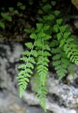 Woodsia pinnatifida