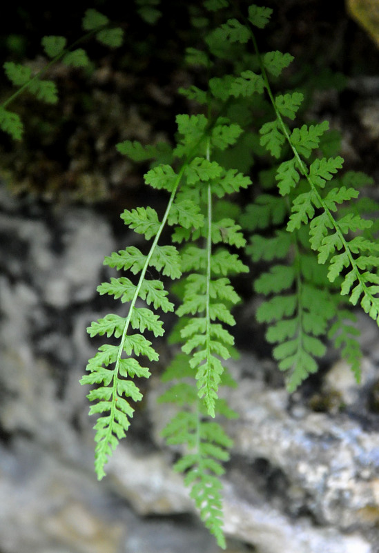 Image of Woodsia pinnatifida specimen.