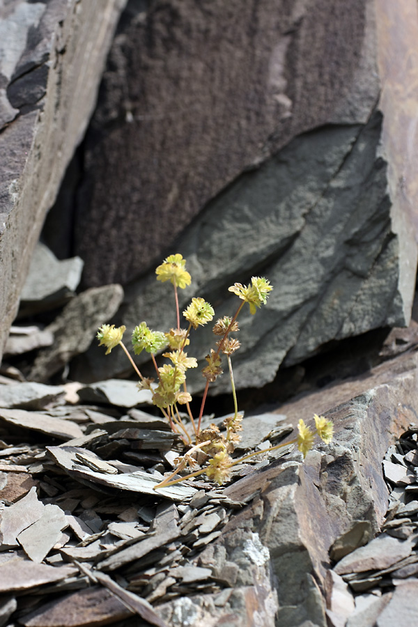 Image of Lamium amplexicaule specimen.