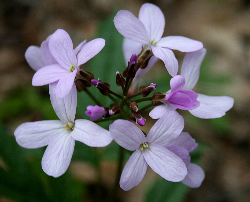 Изображение особи Cardamine quinquefolia.