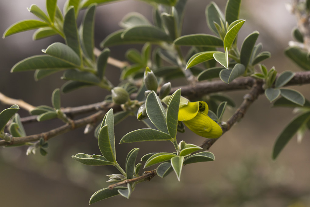 Изображение особи Anagyris foetida.