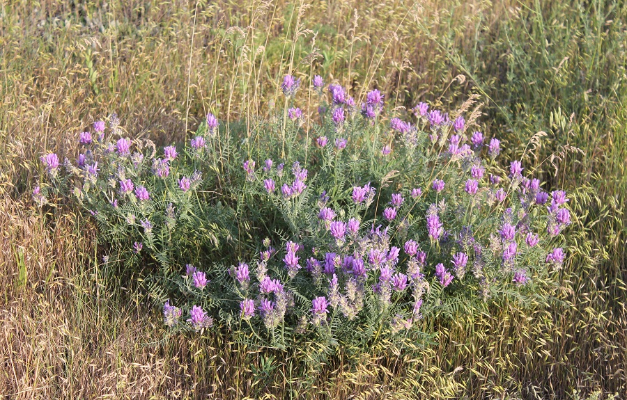 Image of Astragalus onobrychis specimen.