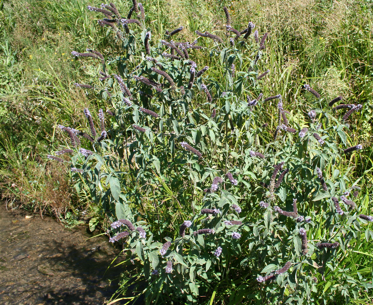 Image of Mentha asiatica specimen.