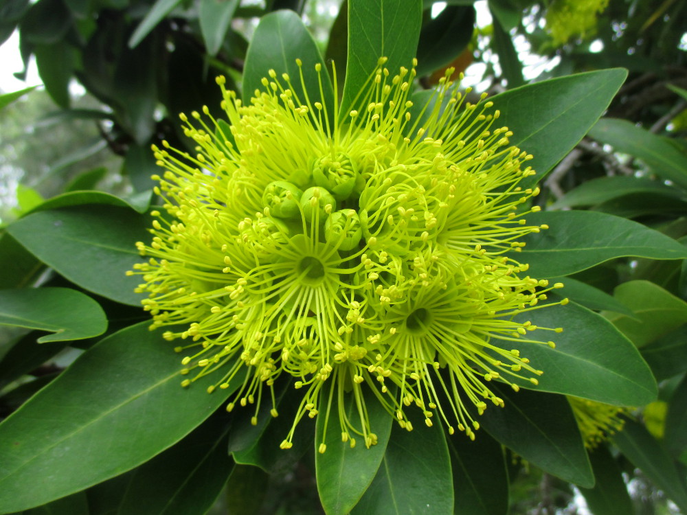 Image of Xanthostemon chrysanthus specimen.