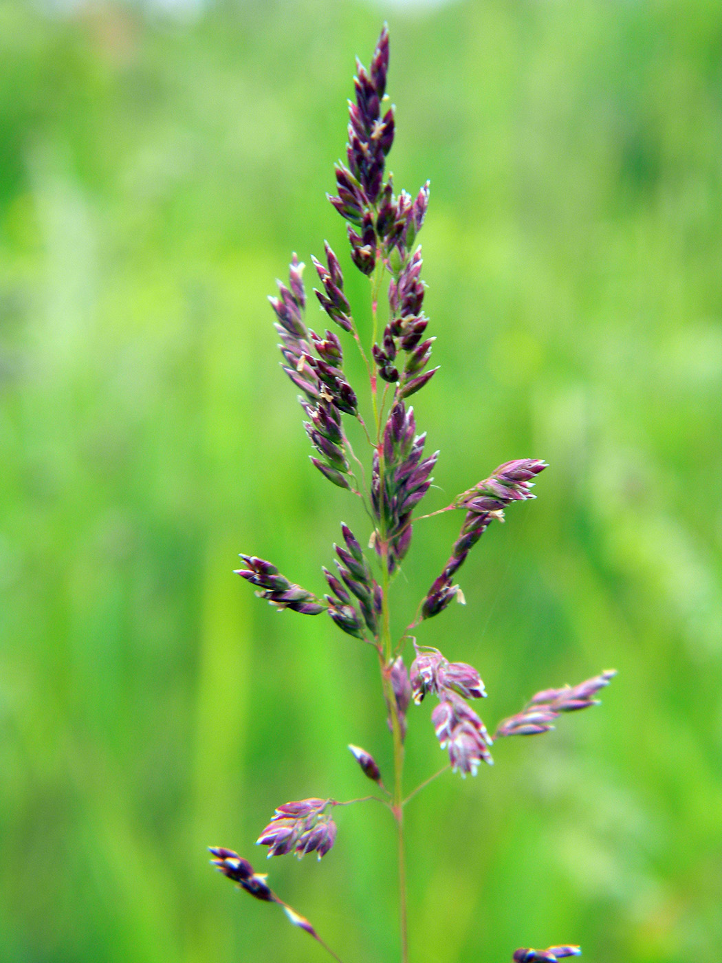 Image of genus Poa specimen.