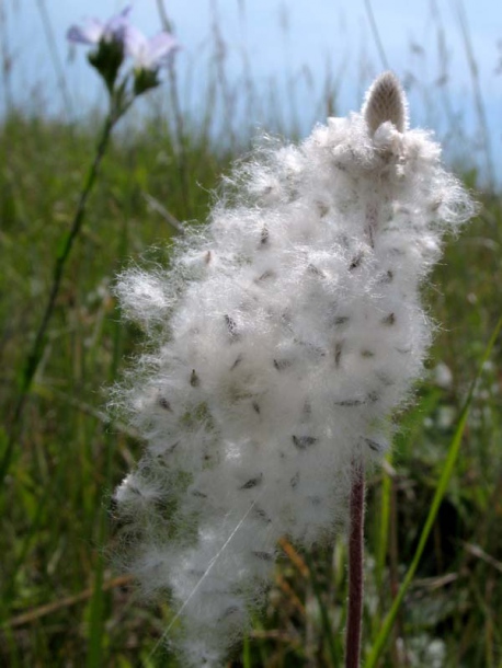 Image of Anemone sylvestris specimen.