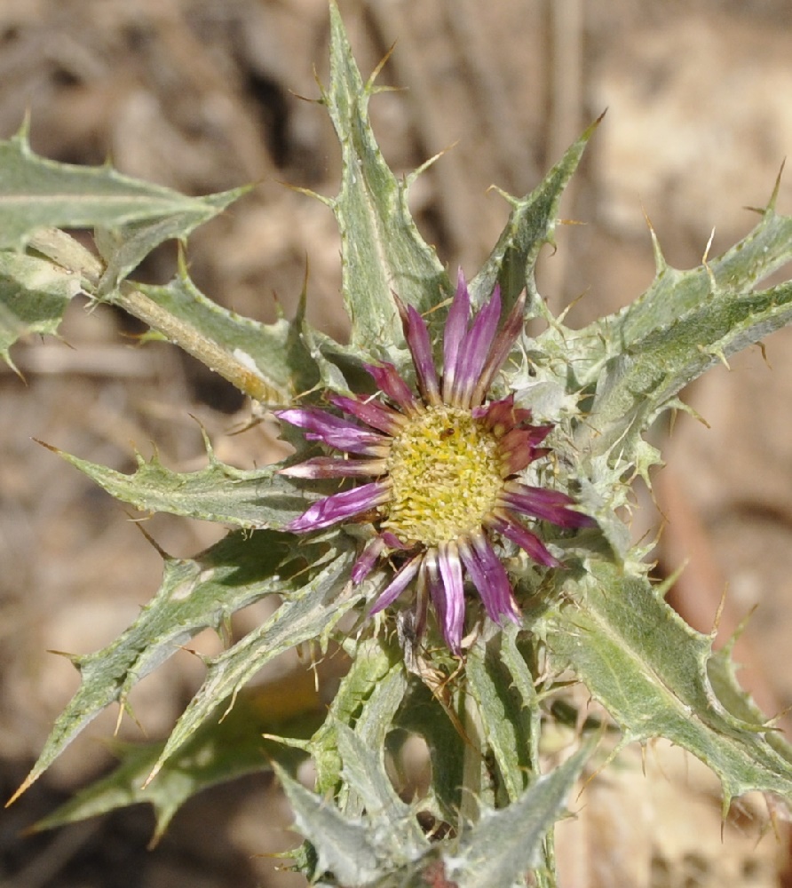 Изображение особи Carlina lanata.