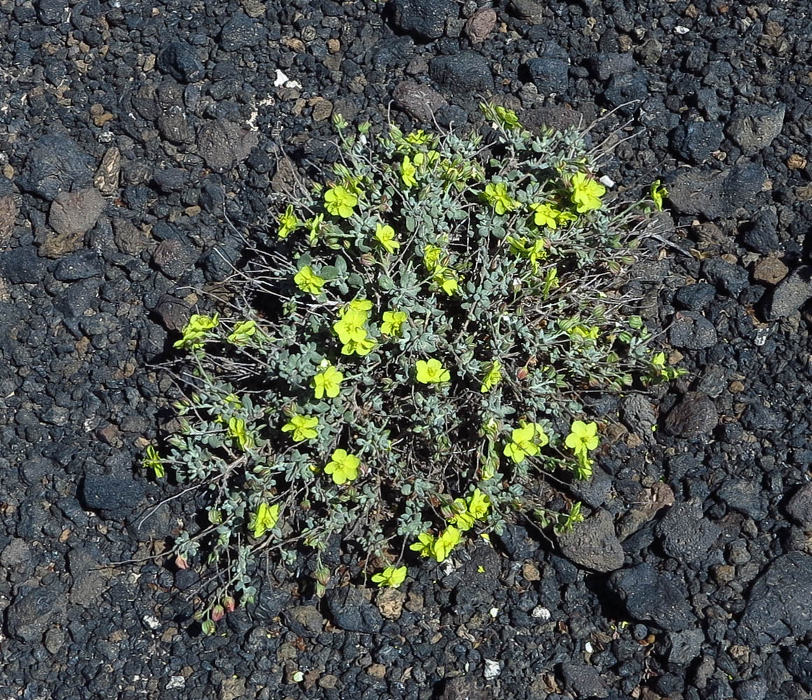 Image of Helianthemum canariense specimen.