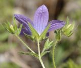 Campanula scutellata