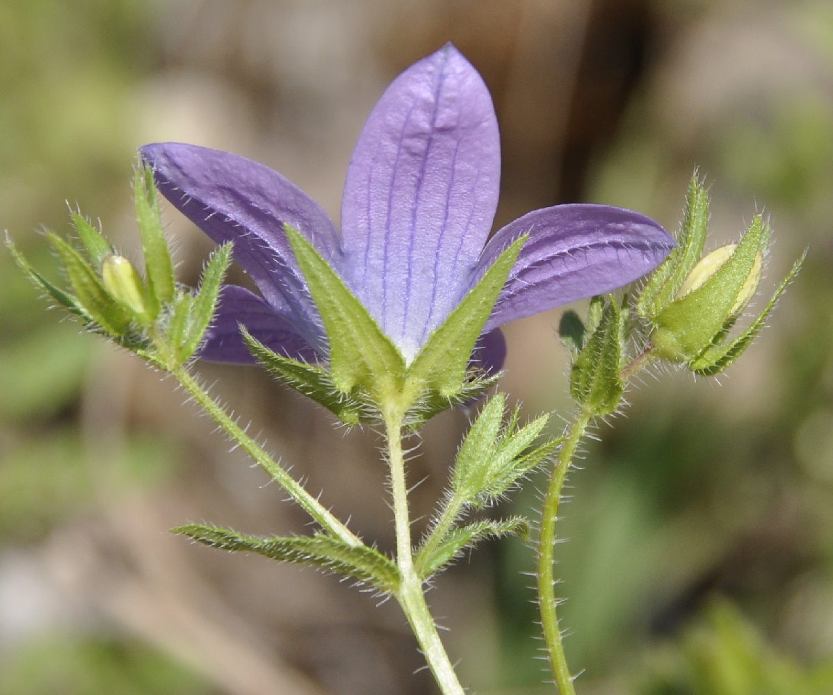 Image of Campanula scutellata specimen.