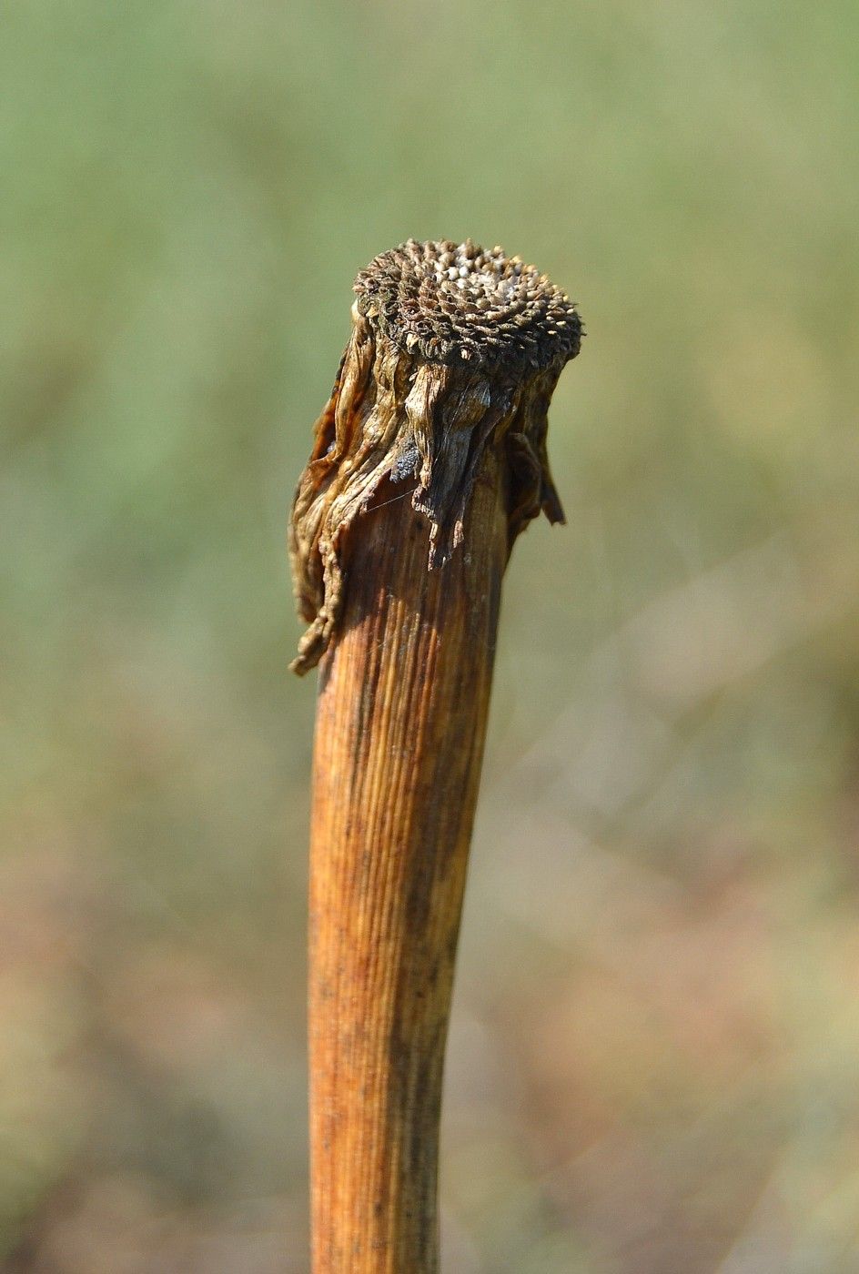 Изображение особи Tragopogon dubius ssp. desertorum.