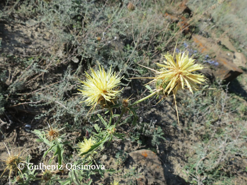 Image of Centaurea reflexa specimen.