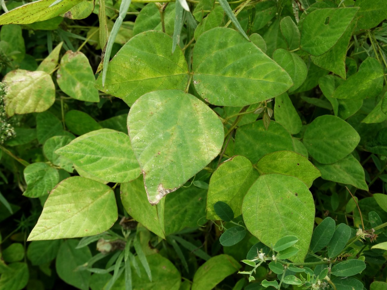 Image of Amphicarpaea japonica specimen.