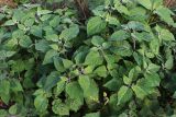 Смотреть изображение Physalis peruviana