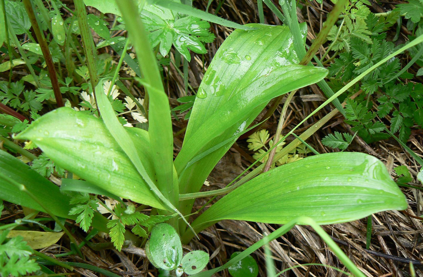 Image of Orchis spitzelii specimen.