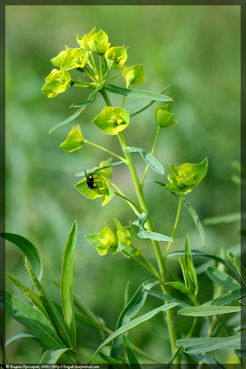 Image of Euphorbia virgata specimen.