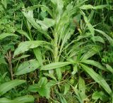 Cynoglossum officinale. Нижняя часть цветущего растения. Восточный Казахстан, Кокпектинский р-н, 25 км в горы от с. Пантелеймоновка, 1000 м н.у.м., сопка. 12.06.2016.