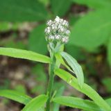 Achillea biserrata