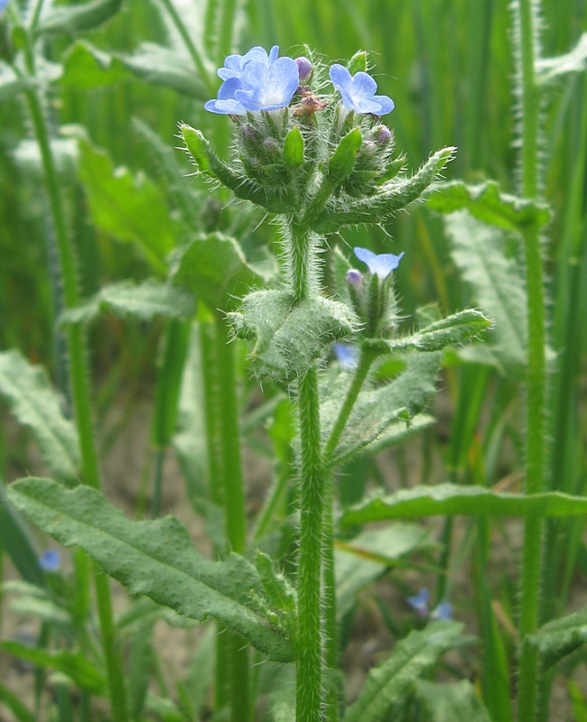 Изображение особи Lycopsis arvensis.