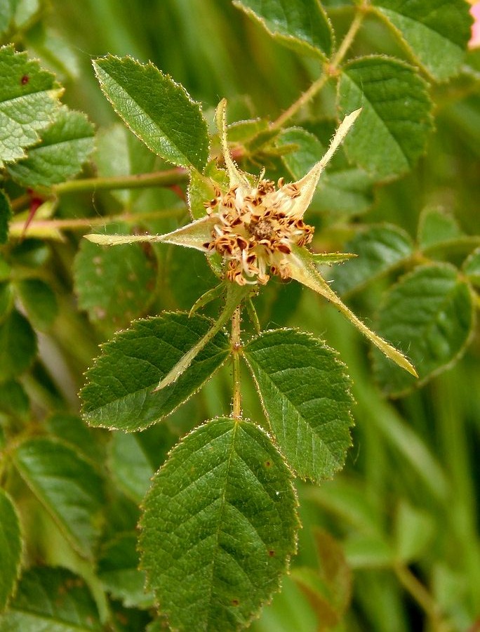 Image of genus Rosa specimen.