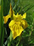 Iris pseudacorus