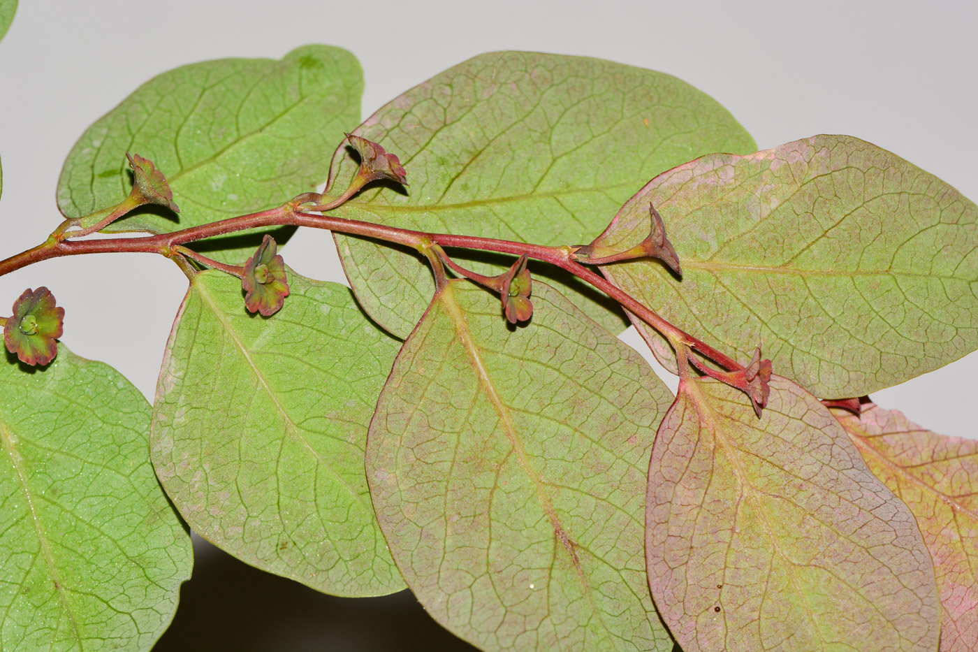 Image of Breynia disticha specimen.