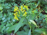 Senecio ovatus. Верхушка цветущего растения. Украина, Ивано-Франковская обл., Болеховский горсовет, Поляницкий сельсовет, Поляницкий региональный ландшафтный парк, заросли кустарника на опушке леса. 08.06.2017.