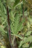 Potentilla recta