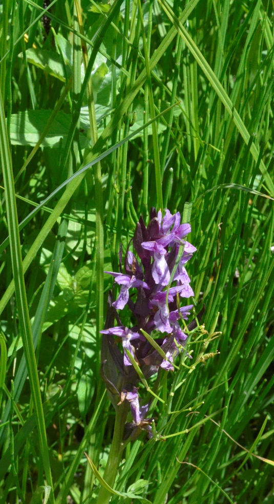 Изображение особи род Dactylorhiza.