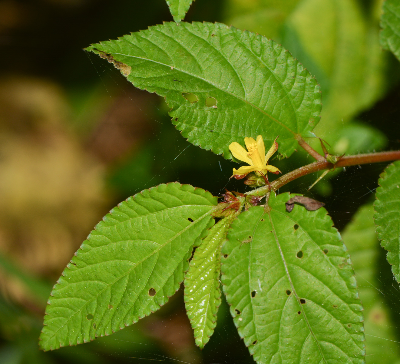 Image of genus Corchorus specimen.