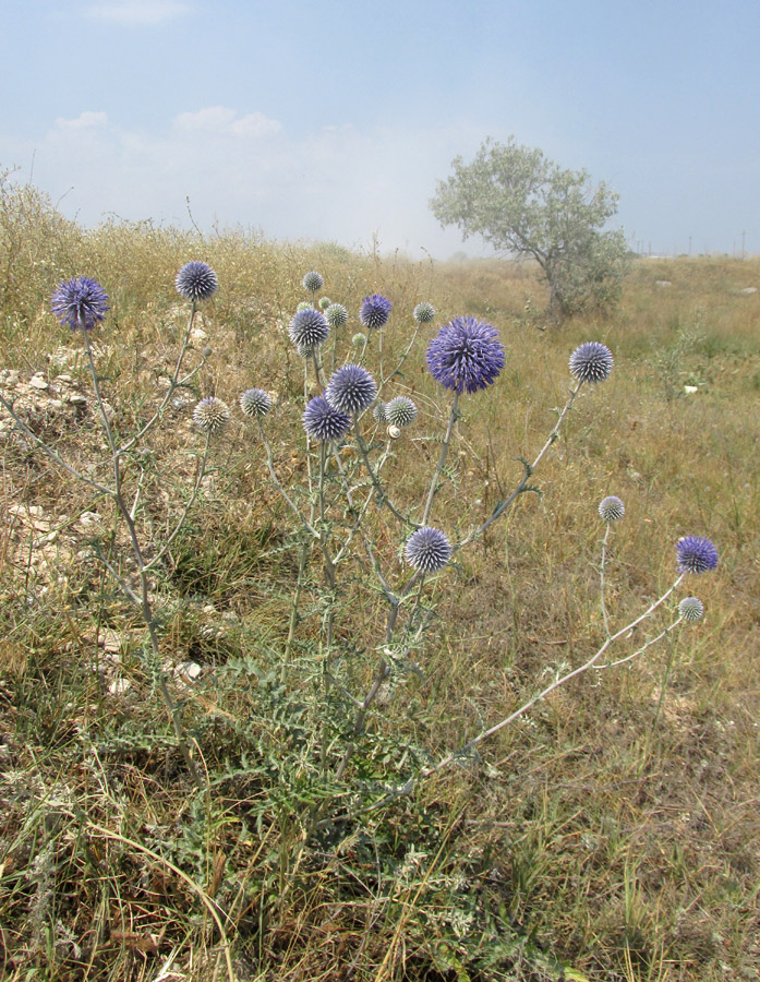 Изображение особи Echinops ritro.