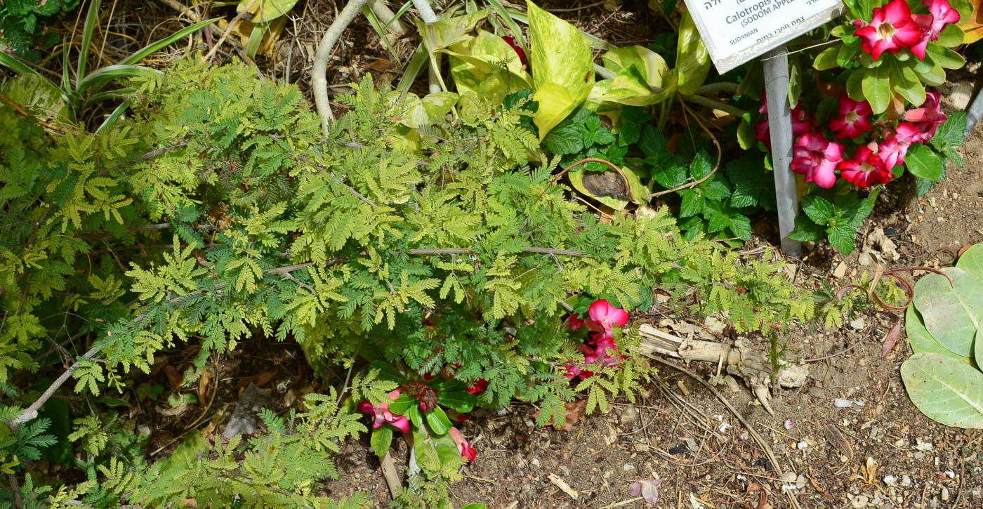 Image of Calliandra californica specimen.